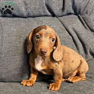 Titus, Dachshund Puppy